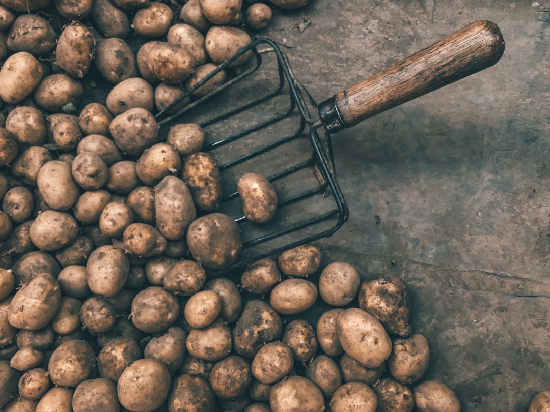 Photo Potato field